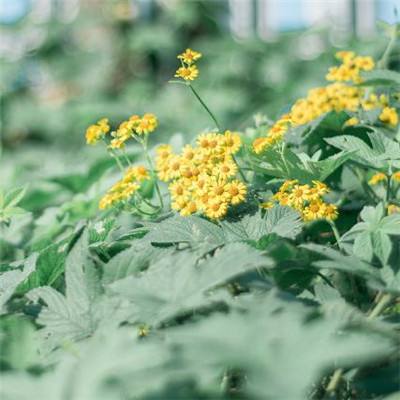 狼牙小米客户端下载